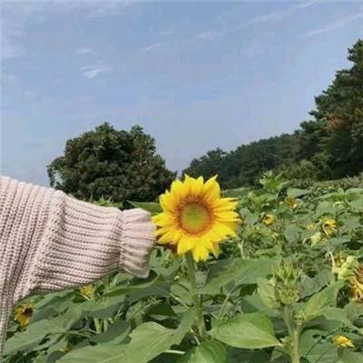 七雄纷争九游版下载